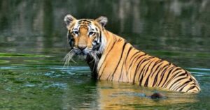 highest-tiger-1024x538