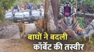 1200-675-27256943-thumbnail-16x9-tiger
